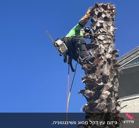 אדם גוזם עץ דקל עם מסור חשמלי